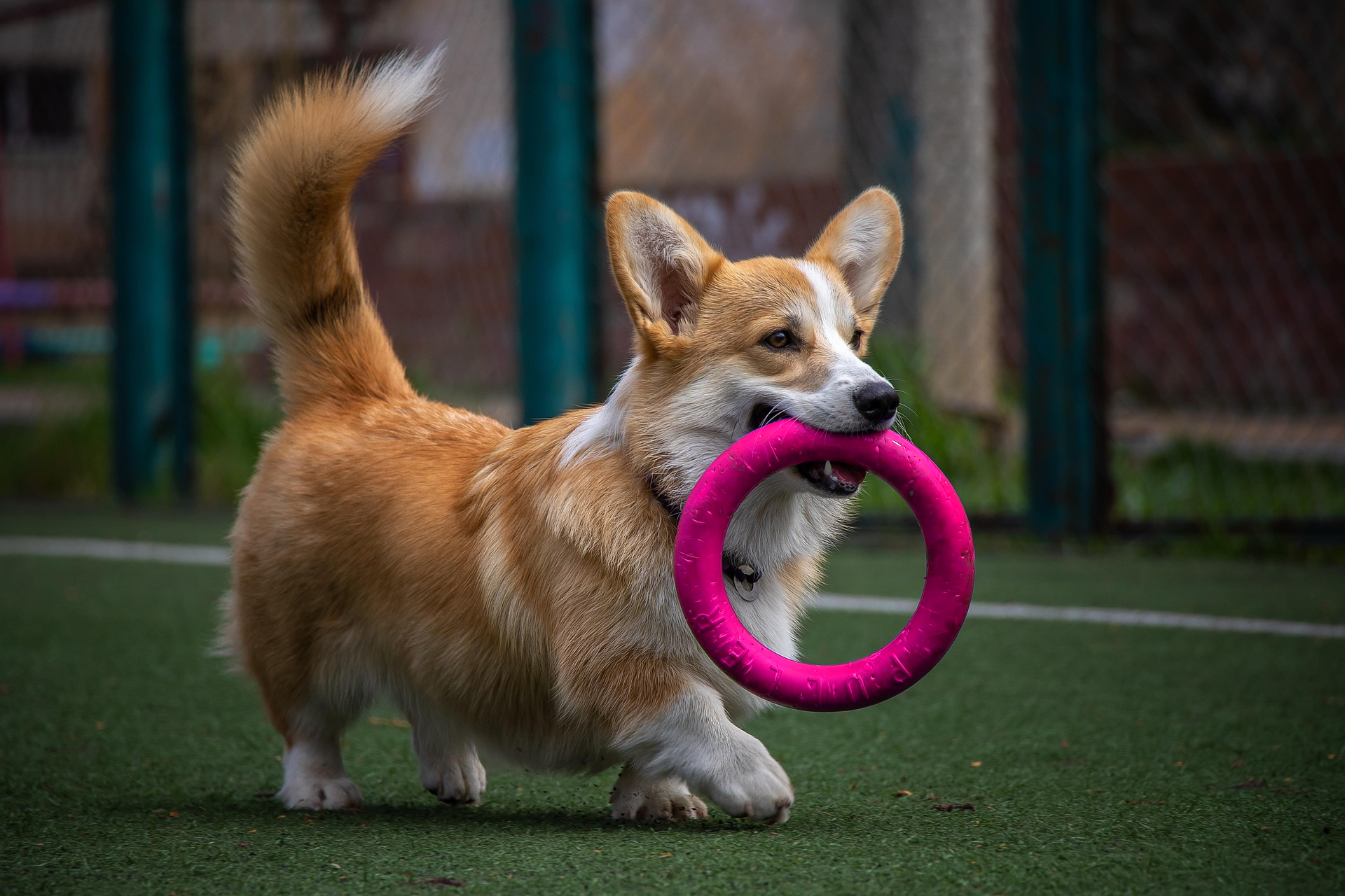 Tiny little bitch with a huge pink hole