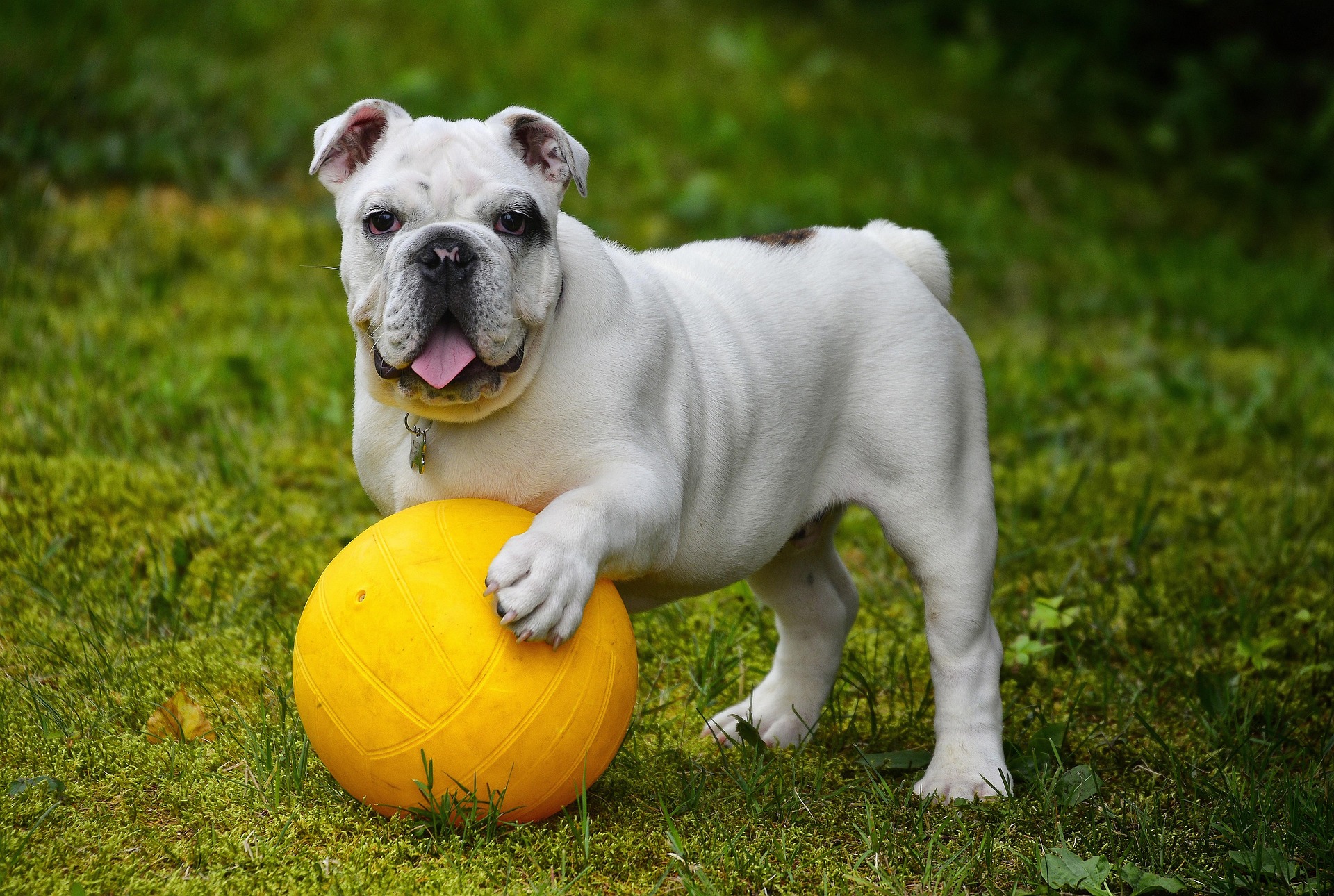 This bitch is a real ball-juggler