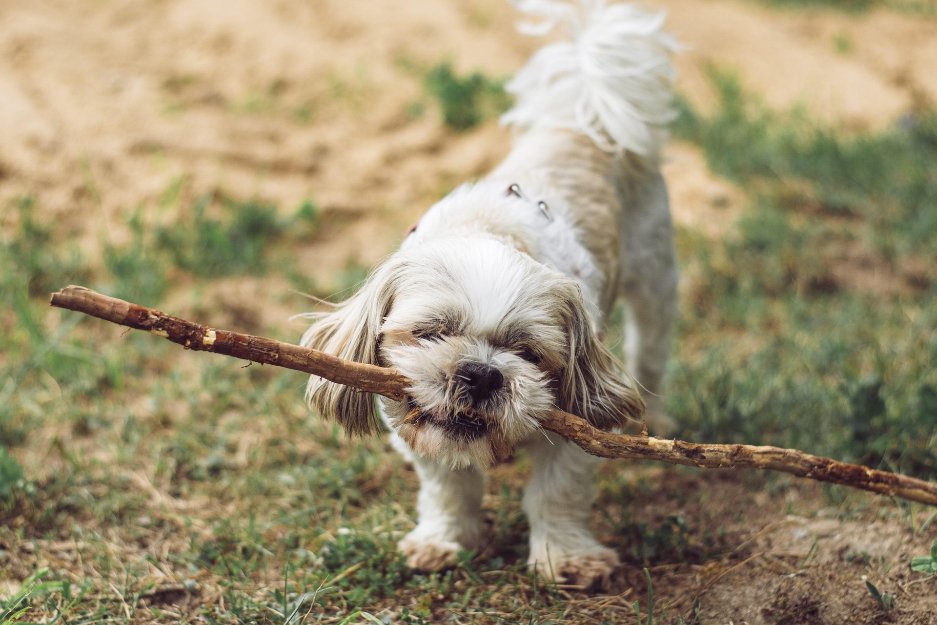 Bitch enjoying a long wood
