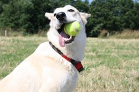 White bitch licking ball