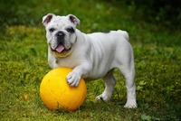 This bitch is a real ball-juggler