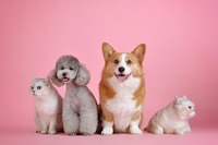 Bitches with hairy pussies