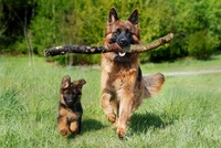 Like mother, like daughter (German)